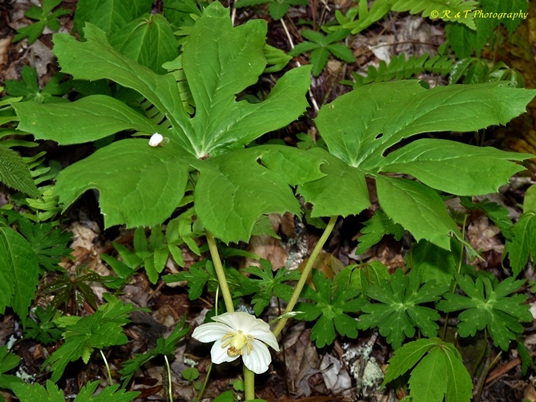 {Podophyllum peltatum}